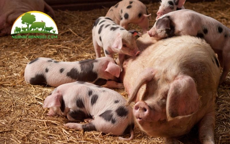 Cách phối giống cho lợn nái được nhiều con 4 cách phối giống cho lợn nái