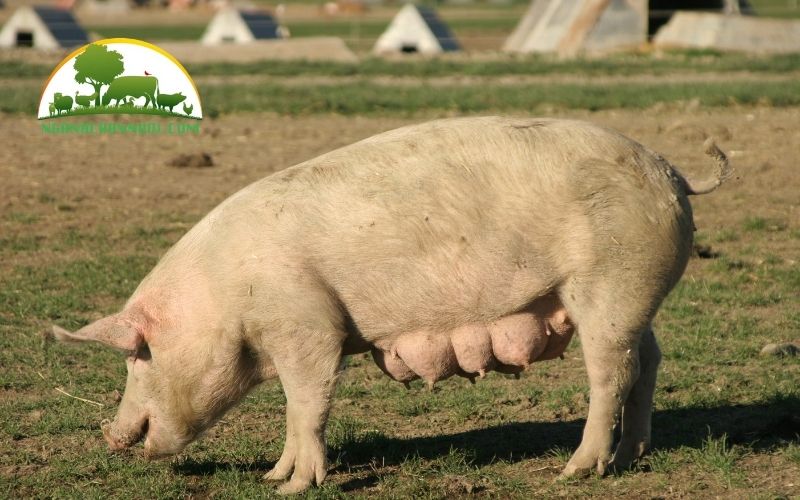 Cách phối giống cho lợn nái được nhiều con 5 cách phối giống cho lợn nái