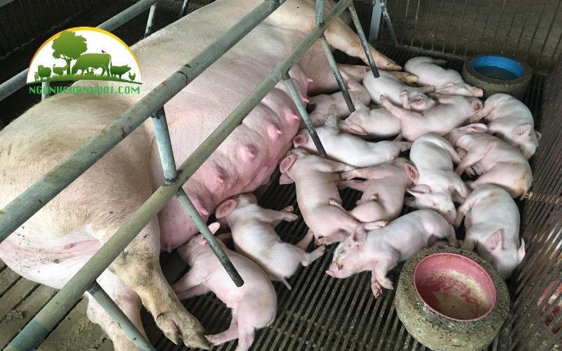 Cách phối giống cho lợn nái được nhiều con 6 cách phối giống cho lợn nái