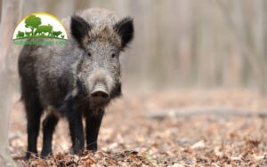 cách phối giống heo rừng