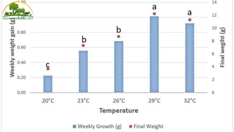 Cách tính FCR lượng thức ăn cho heo đúng chuẩn 6 cách tính fcr