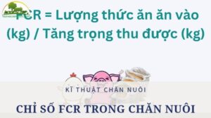 cách tính fcr