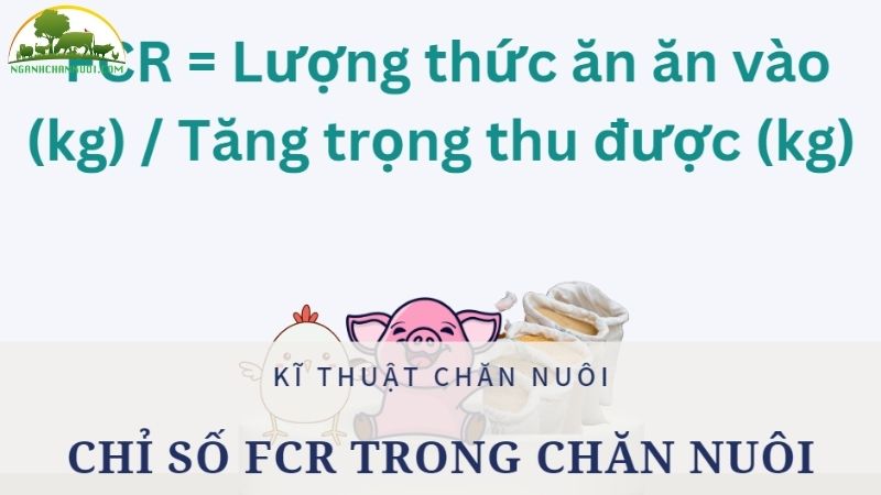 Cách tính FCR lượng thức ăn cho heo đúng chuẩn 4 cách tính fcr