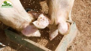 cách trộn cám đậm đặc cho heo