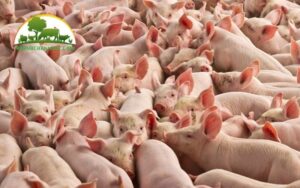 cách ủ cây chuối cho lợn