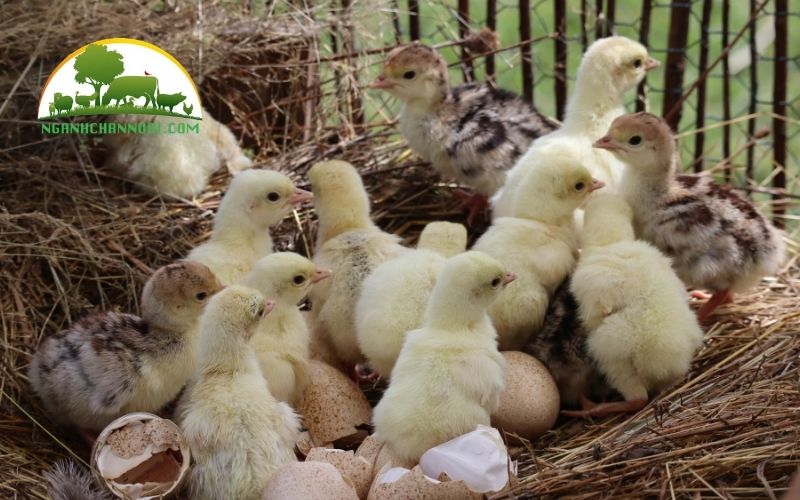 Cách úm gà con đúng kỹ thuật và hiệu quả nhất 4 cách úm gà con