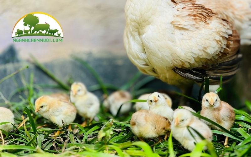 Cách úm gà con đúng kỹ thuật và hiệu quả nhất 5 cách úm gà con