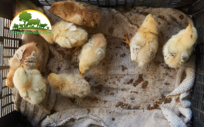 Cách úm gà con mùa đông giúp gà ấm và khỏe 4 cách úm gà con mùa đông