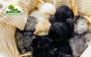 cách úm gà con mùa đông