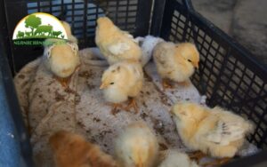 cách úm gà con vào mùa hè