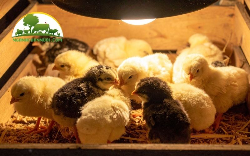 Cách úm gà con đúng kỹ thuật và hiệu quả nhất 6 cách úm gà con