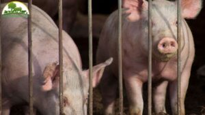 cách xây chuồng lợn khép kín