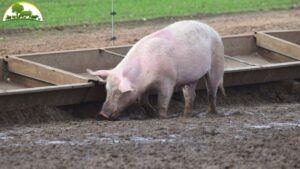 cách xây máng ăn cho heo