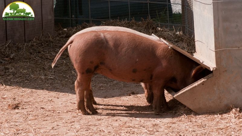 Cách xây máng ăn cho heo đơn giản và chuẩn kích thước 5 cách xây máng ăn cho heo