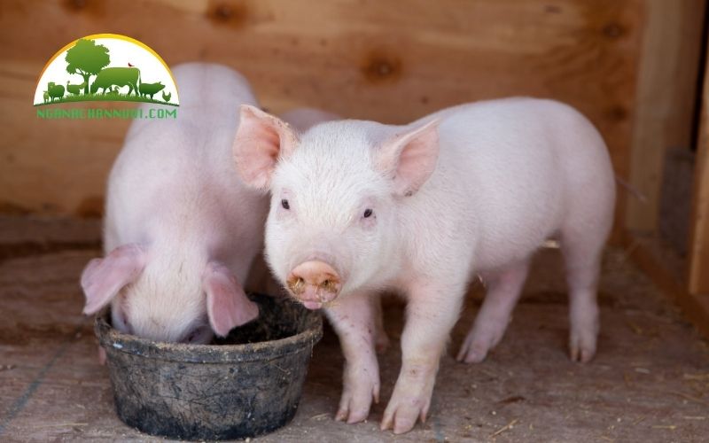 3 loại cám cho heo con tập ăn đầy đủ dinh dưỡng và tốt nhất 6 cám cho heo con tập ăn