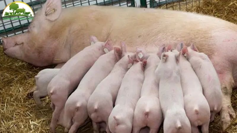 Hướng dẫn cách bấm và thời gian cắt đuôi lợn con đúng kỹ thuật 4 cắt đuôi lợn con