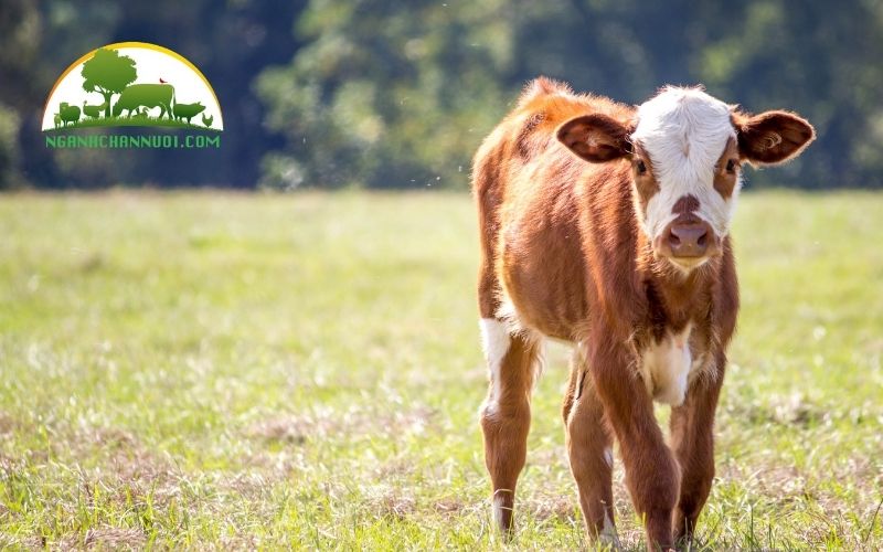Cách chăm sóc bê con mất mẹ khỏe mạnh, mau lớn 6 chăm sóc bê con