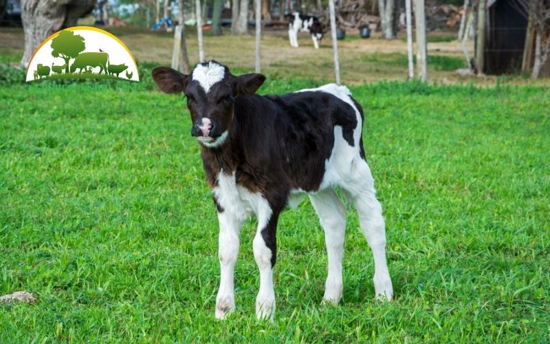Cách chăm sóc bê con mất mẹ khỏe mạnh, mau lớn 4 chăm sóc bê con