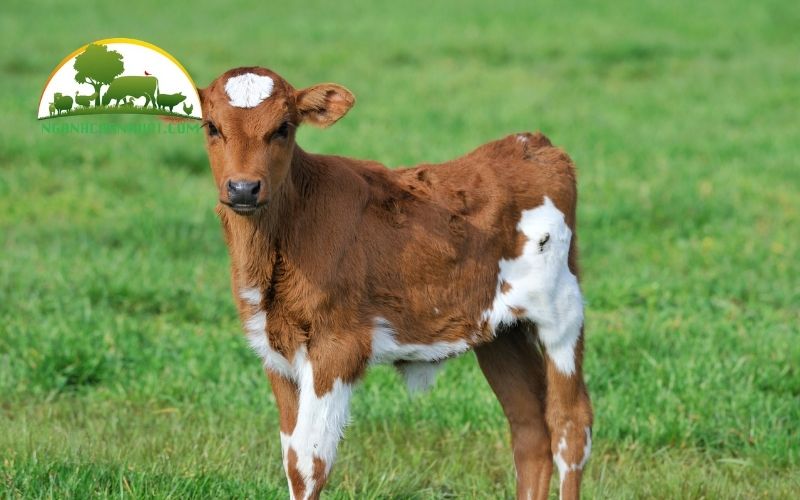 Cách chăm sóc bê con mất mẹ khỏe mạnh, mau lớn 5 chăm sóc bê con