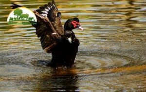 chi phí nuôi 100 con vịt xiêm