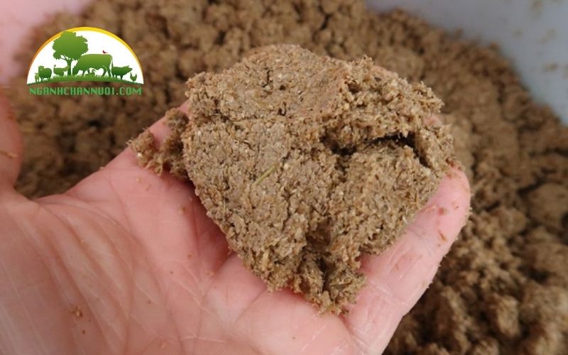 Cho lợn an bã bia có tốt không? Cách ủ bã bia cho heo đúng chuẩn 5 cho lợn an bã bia có tốt không