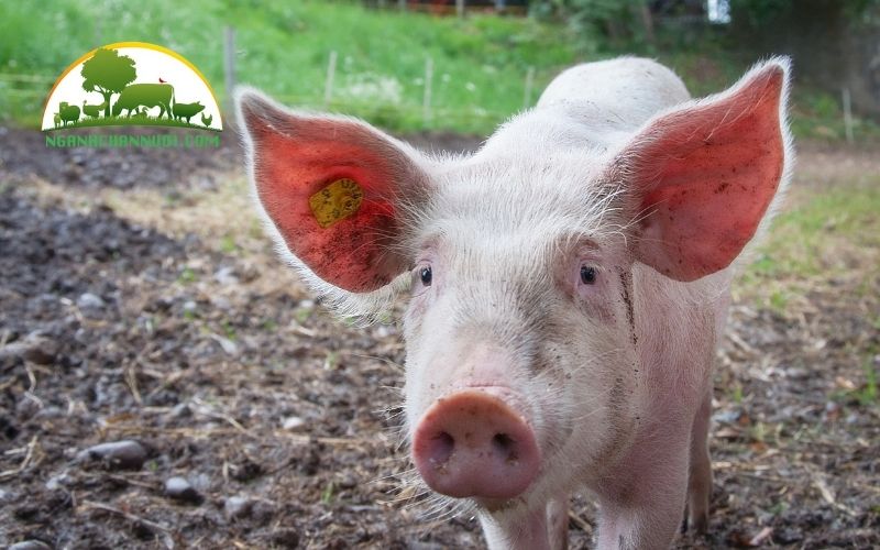 Cho lợn an bã bia có tốt không? Cách ủ bã bia cho heo đúng chuẩn 6 cho lợn an bã bia có tốt không