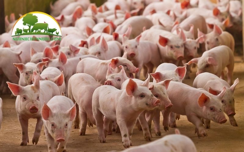 Nguồn gốc và đặc điểm lợn Duroc 4 đặc điểm lợn duroc