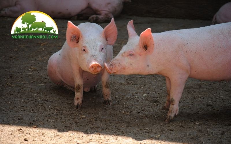 Nguồn gốc và đặc điểm lợn Duroc 5 đặc điểm lợn duroc