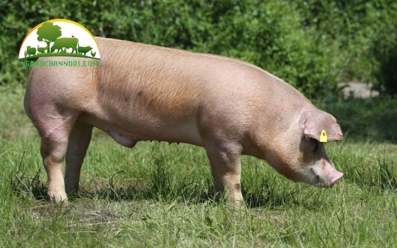 Nguồn gốc và đặc điểm lợn Duroc 6 đặc điểm lợn duroc