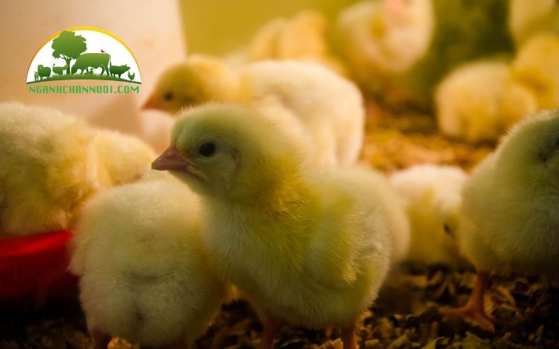 Gà ấp bao nhiêu ngày thì nở con tự nhiên? 6 gà ấp bao nhiêu ngày thì nở