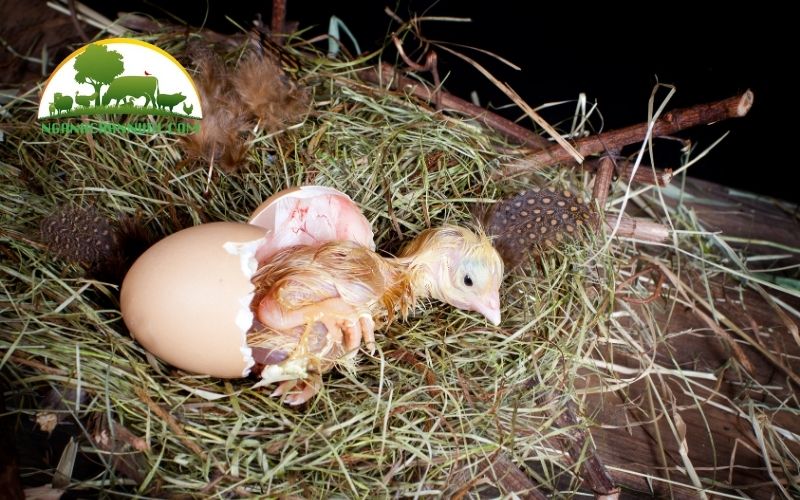 Gà ấp bao nhiêu ngày thì nở con tự nhiên? 4 gà ấp bao nhiêu ngày thì nở