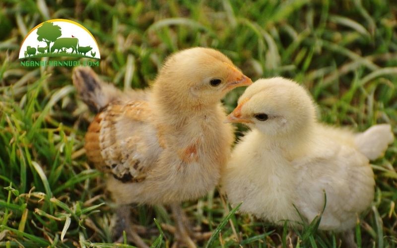 Gà ấp bao nhiêu ngày thì nở con tự nhiên? 5 gà ấp bao nhiêu ngày thì nở