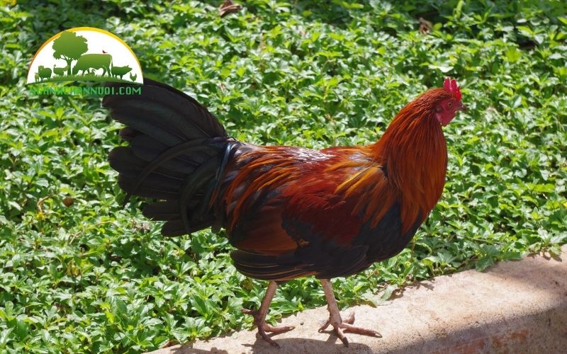Gà đồi yên thế Bắc Giang: đặc điểm, giá bán và địa chỉ mua giống 5 gà đồi yên thế bắc giang