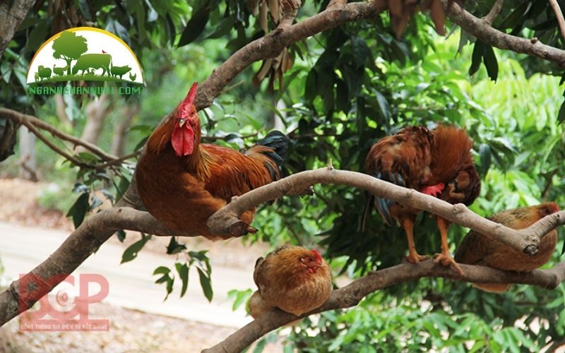 Gà đồi yên thế Bắc Giang: đặc điểm, giá bán và địa chỉ mua giống 6 gà đồi yên thế bắc giang