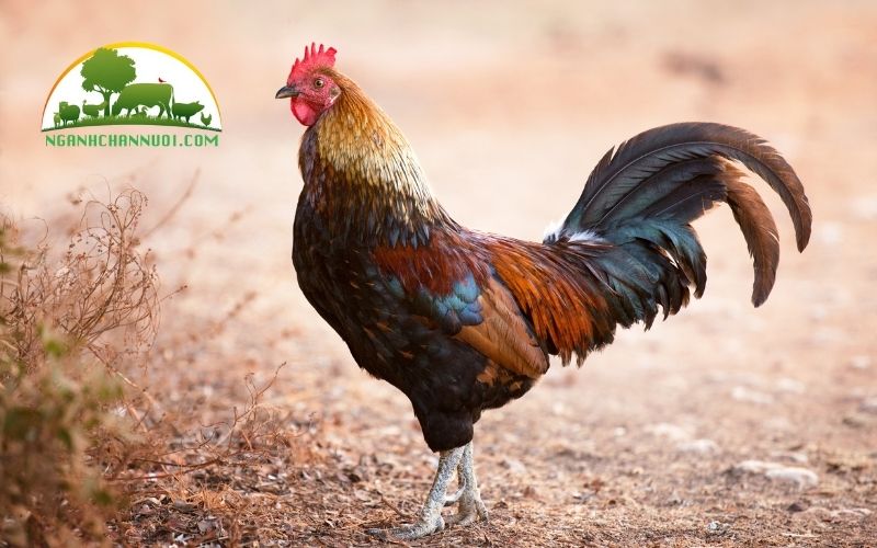 Gà đồi yên thế Bắc Giang: đặc điểm, giá bán và địa chỉ mua giống 4 gà đồi yên thế bắc giang