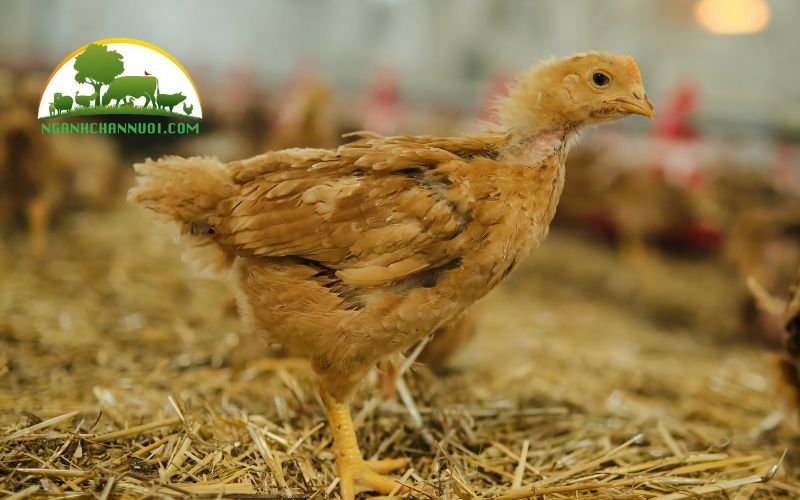 Gà hậu bị: quy trình kỹ thuật nuôi, đơn vị cung cấp và giá bán 6 Gà hậu bị