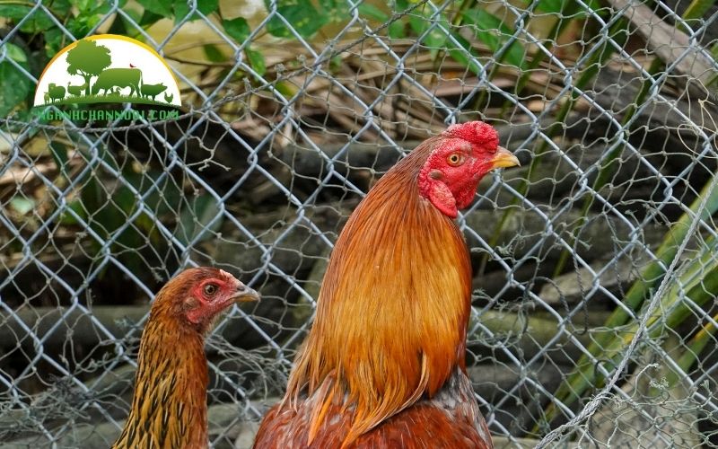 Gà hậu bị: quy trình kỹ thuật nuôi, đơn vị cung cấp và giá bán 4 Gà hậu bị
