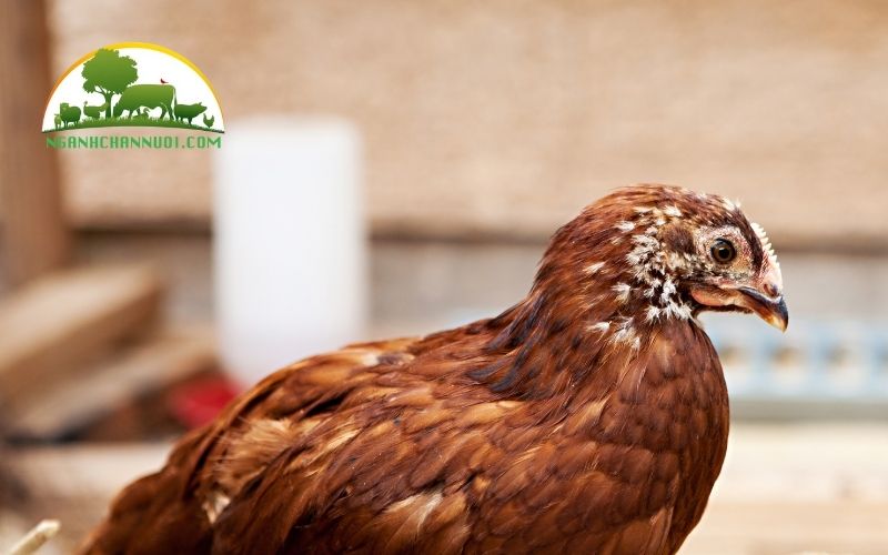 Gà hậu bị: quy trình kỹ thuật nuôi, đơn vị cung cấp và giá bán 5 Gà hậu bị