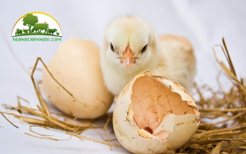 Gà rừng ấp bao nhiêu ngày thì nở? 4 gà rừng ấp bao nhiêu ngày thì nở