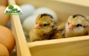 gà rừng ấp bao nhiêu ngày thì nở