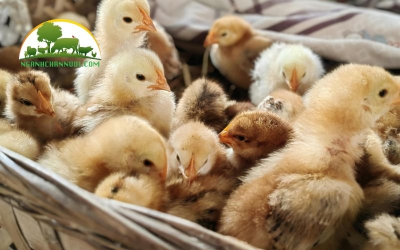 Gà tre ấp bao nhiêu ngày thì nở? 4 gà tre ấp bao nhiêu ngày thì nở