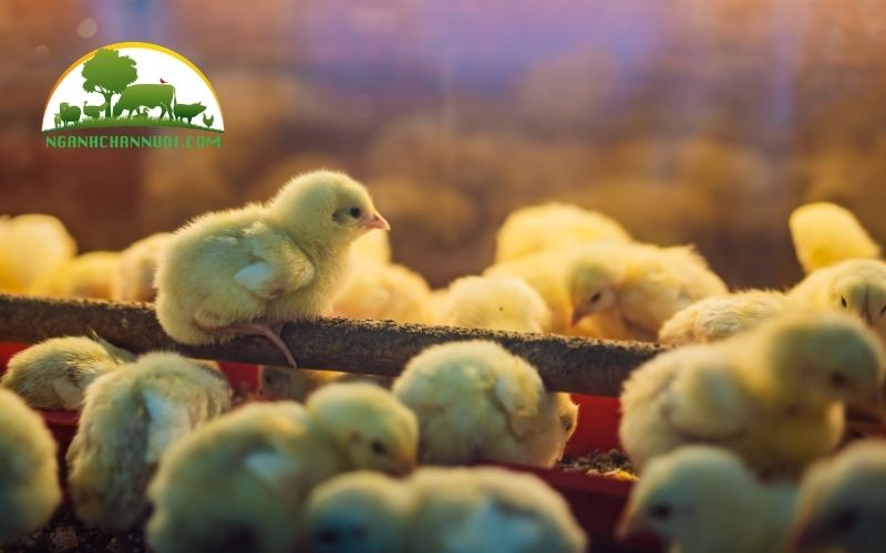 Gà tre ấp bao nhiêu ngày thì nở? 5 gà tre ấp bao nhiêu ngày thì nở