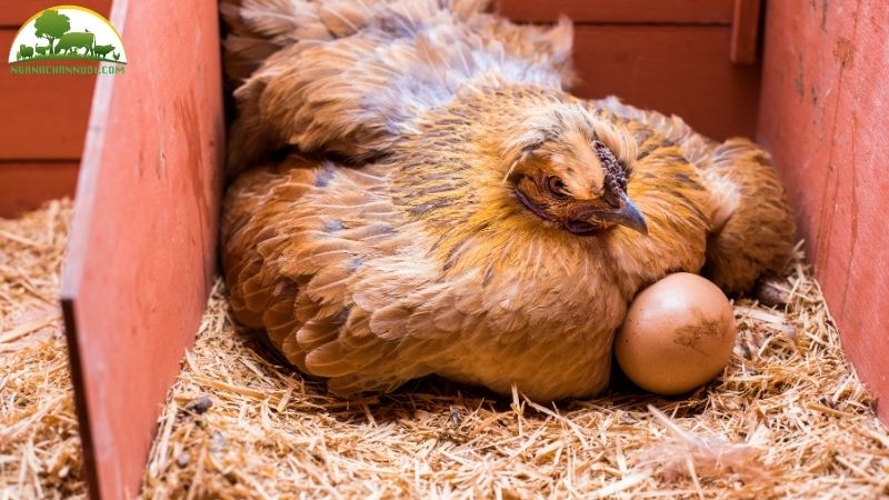 TOP 5 giống gà đẻ nhiều trứng nhất hiện nay và cách chọn giống 6 giống gà đẻ