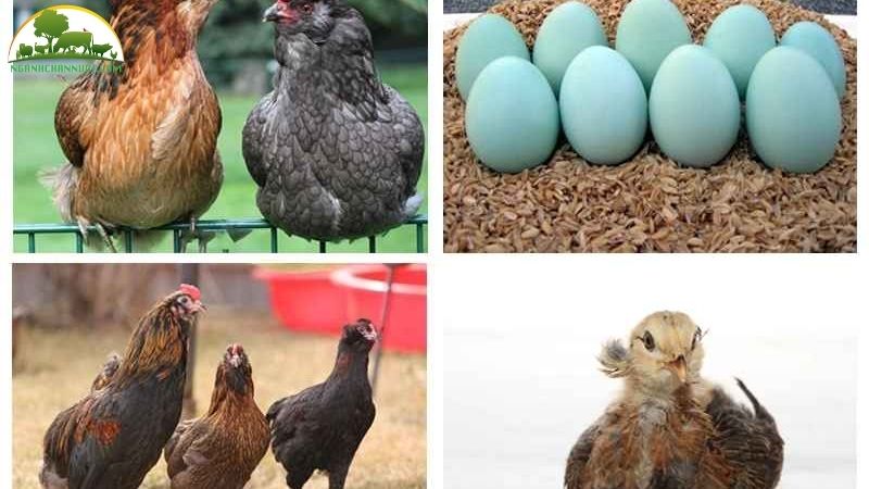 Tìm hiểu về giống gà đẻ trứng xanh độc đáo và giá bán con giống 6 Giống gà đẻ trứng xanh
