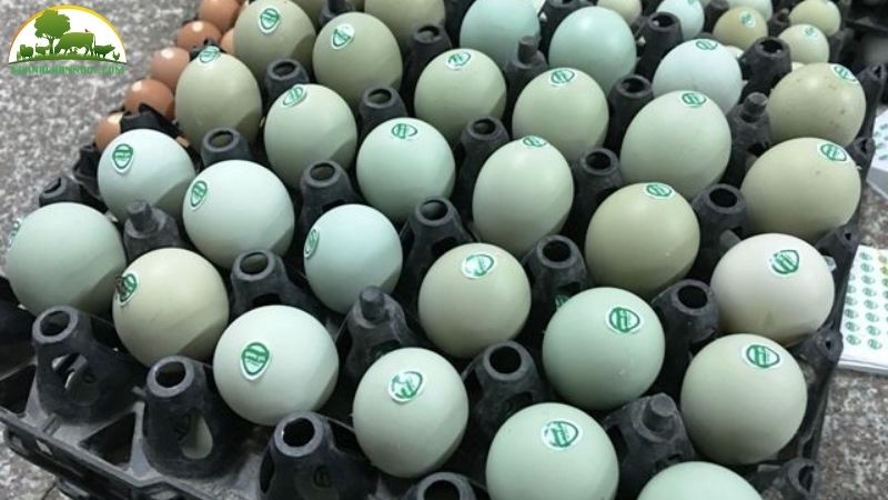 Tìm hiểu về giống gà đẻ trứng xanh độc đáo và giá bán con giống 4 Giống gà đẻ trứng xanh