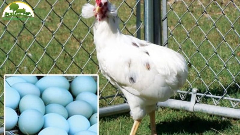 Tìm hiểu về giống gà đẻ trứng xanh độc đáo và giá bán con giống 5 Giống gà đẻ trứng xanh