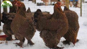 Giống gà siêu to