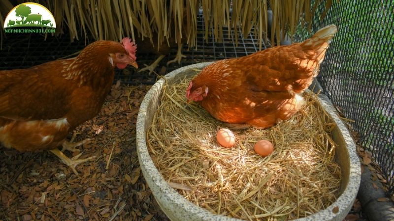 Giống gà siêu trứng: đặc điểm, kỹ thuật nuôi và giá trị kinh tế 6 Giống gà siêu trứng