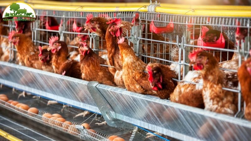 Giống gà siêu trứng: đặc điểm, kỹ thuật nuôi và giá trị kinh tế 4 Giống gà siêu trứng