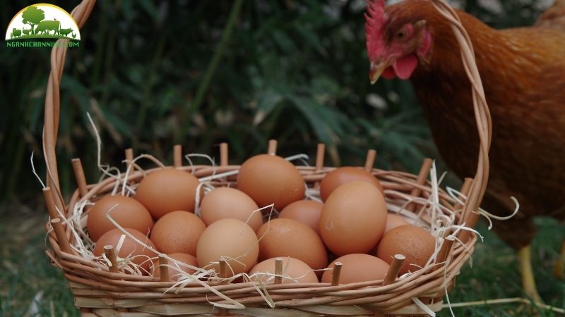 Kỹ thuật và mô hình nuôi giống gà siêu trứng thả vườn hiệu quả kinh tế cao 5 giống gà siêu trứng thả vườn